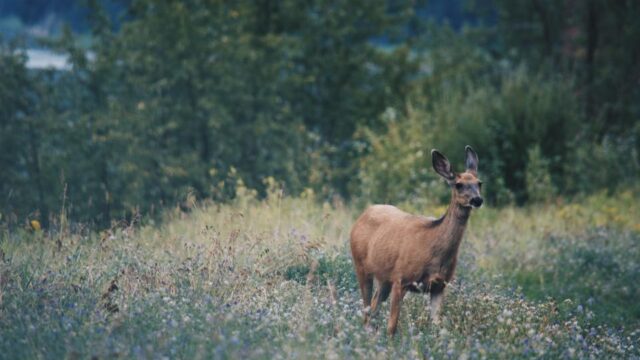A deer stands in tall grass in the clearing of a forest.