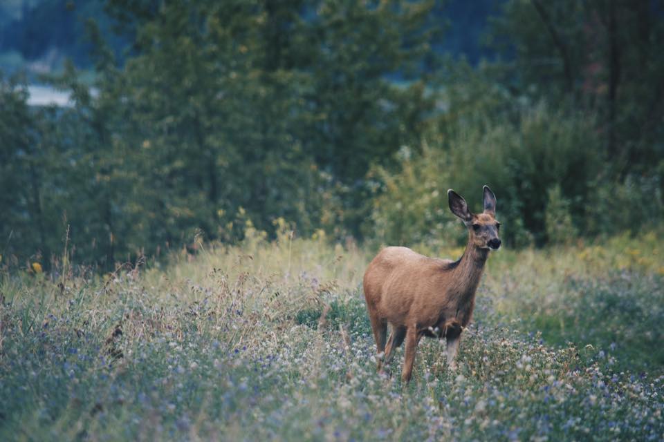 A deer stands in tall grass in the clearing of a forest.