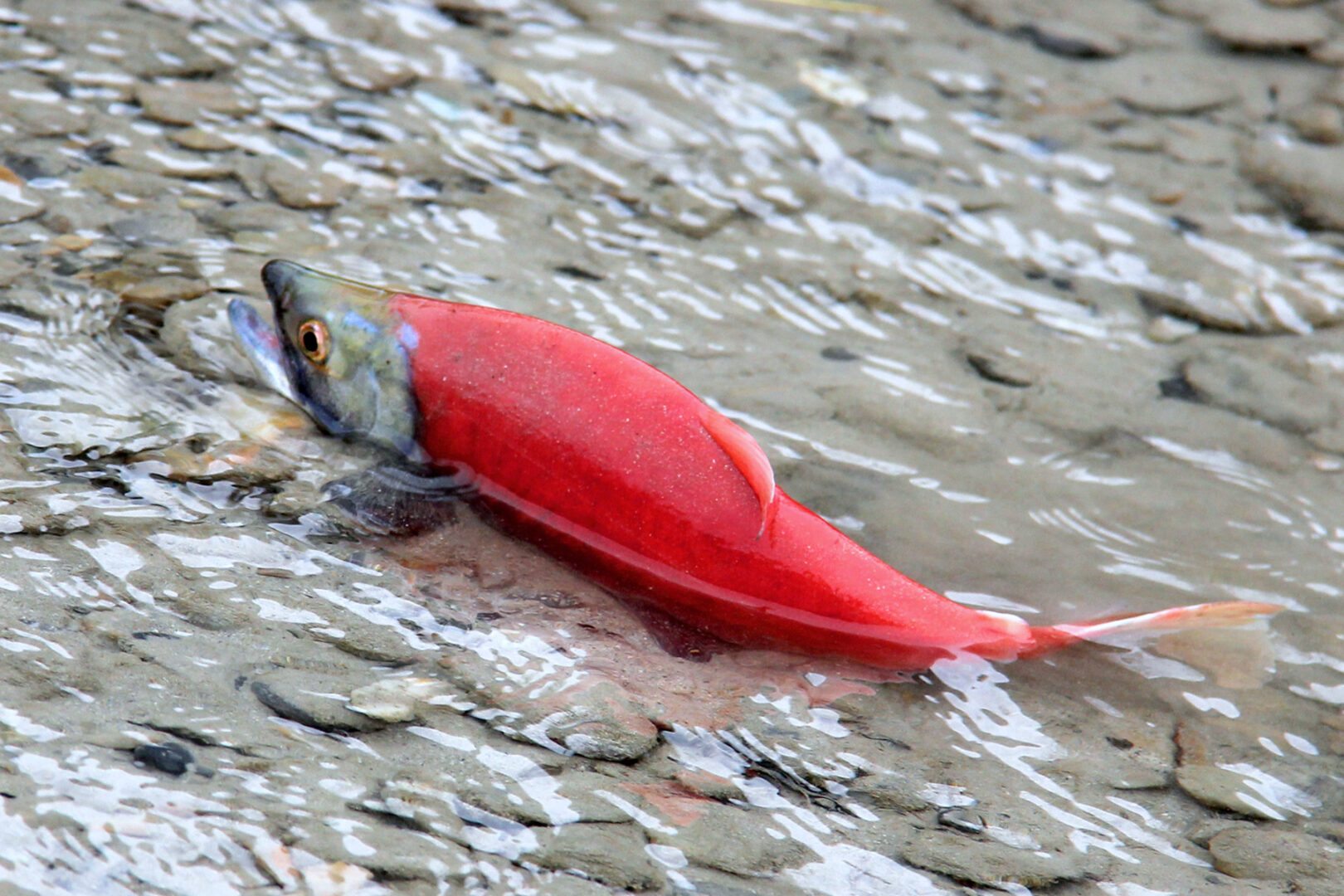 A bright pink salmon lays on a rocky shore.