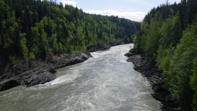 A river flow rapidly down a line of rocky shores and ever green trees.