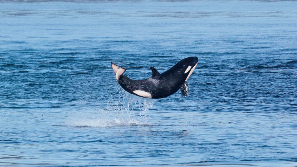 An orca jumps out of the water. Its whole body is in the air creating a splash around the water under it.