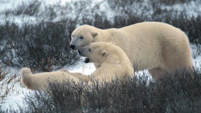 2 polar bears interact with each other. One lays in the snow near some bushes, the other stands next to it.