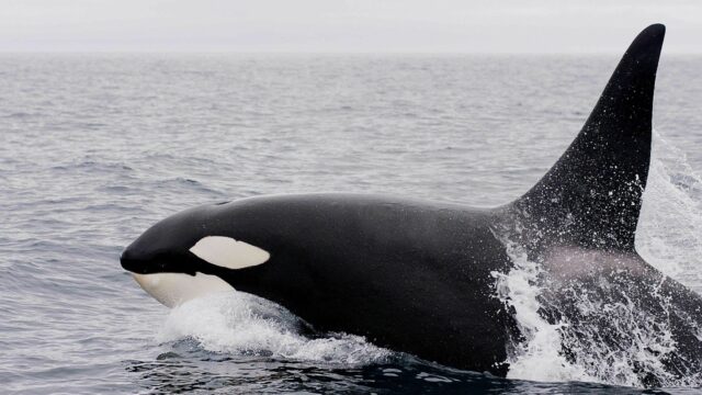 An orca breaches the water.