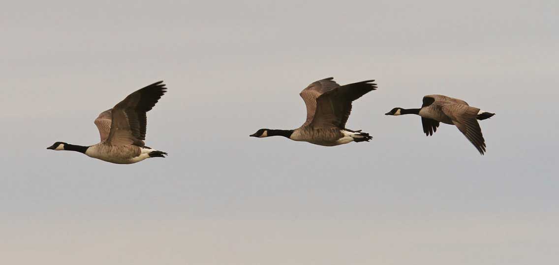 3 Canada geese fly together.