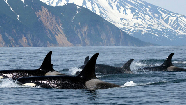 A pod of orcas come up from the water for air.