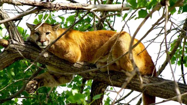 A mountain lion lays in the high branches of a tree in the sunlight.
