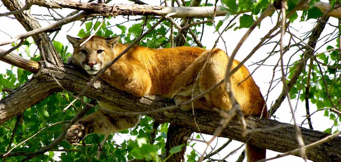 A mountain lion lays in the high branches of a tree in the sunlight.