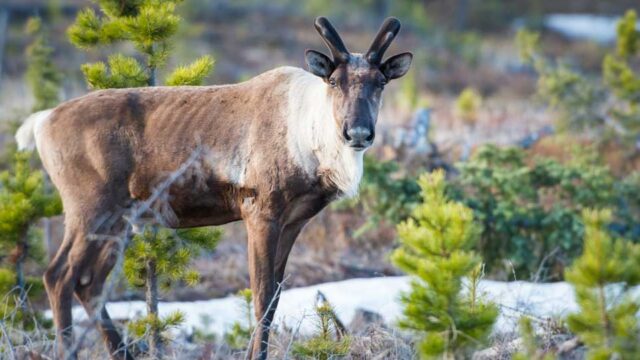 A Caribou stands in a green clearing and looks directly at the camera.