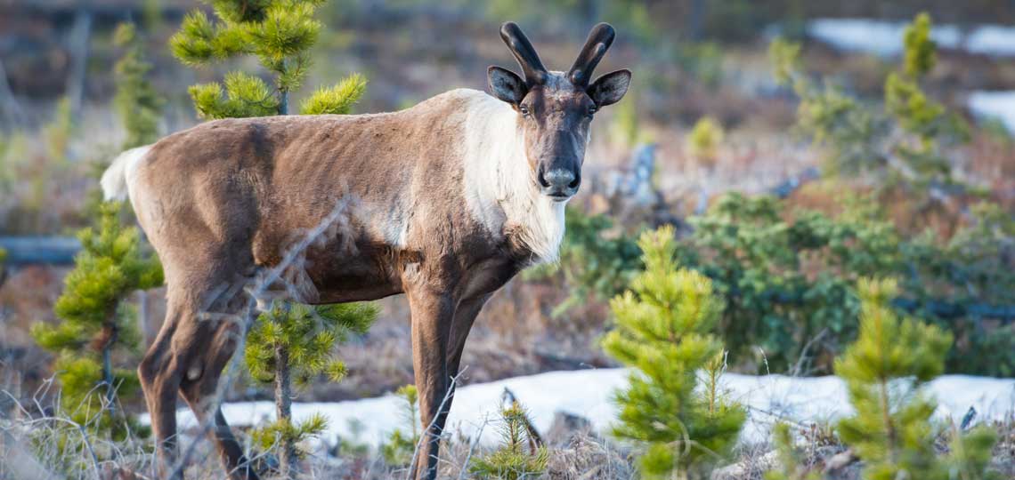 Ecojustice | Spelling out SARA protection for Alberta's boreal caribou -  Ecojustice
