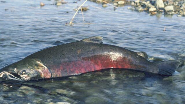 A salmon lays on a rocky shore in shallow water.