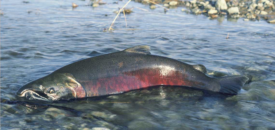 A salmon lays on a rocky shore in shallow water.