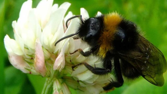 A bumblebee sits on a white flower.