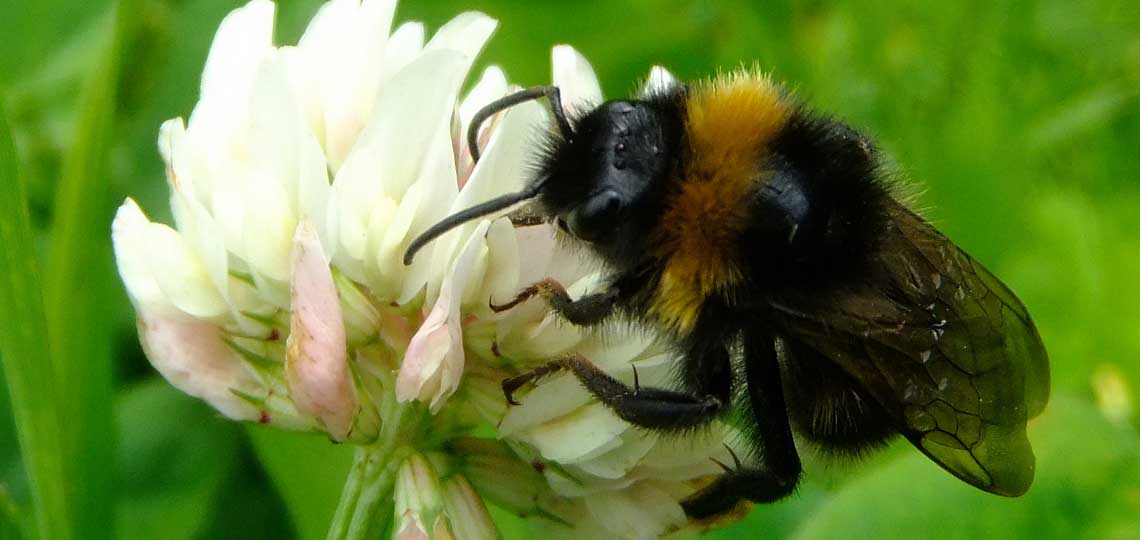 A bumblebee sits on a white flower.