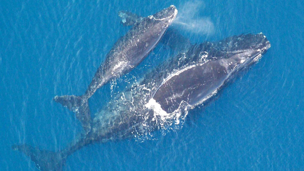 Aerial view of two whales at the surface of blue water.