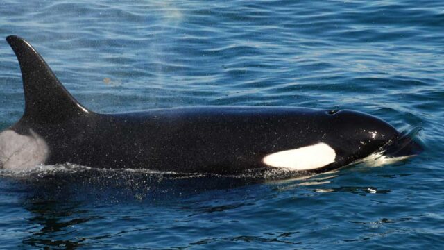 A large orca comes up from the water for air.
