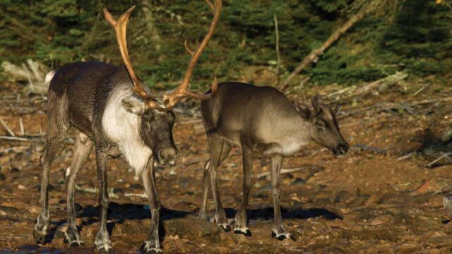A caribou stands next to another with large antlers. They graze on muddy ground.