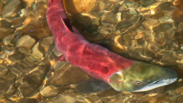 A bright pink salmon swims in a shallow pool of water.