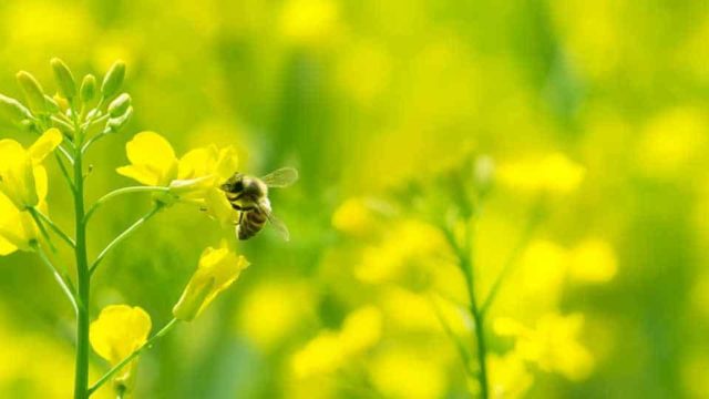 A bumblebee pollinates a yellow flower in a yellow and green field.
