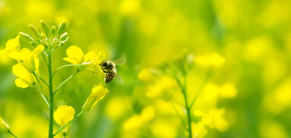 A bumblebee pollinates a yellow flower in a yellow and green field.
