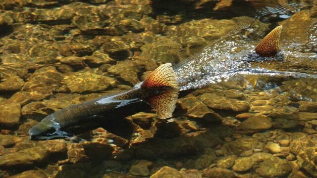 Salmon swim in shallow water. Their tails rise out of the water as they swim.