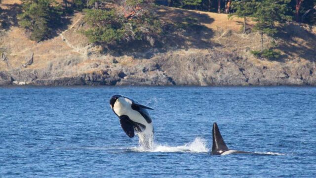 An orca jumps out of the blue water. Near it another orca swims, its dorsal fin rises out of the water.