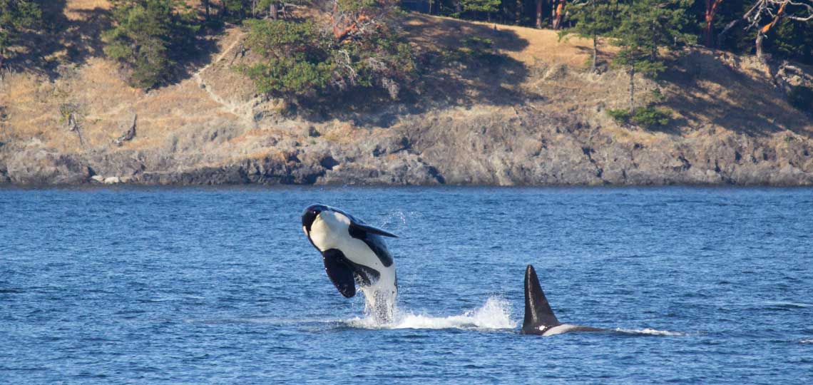 An orca jumps out of the blue water. Near it another orca swims, its dorsal fin rises out of the water.