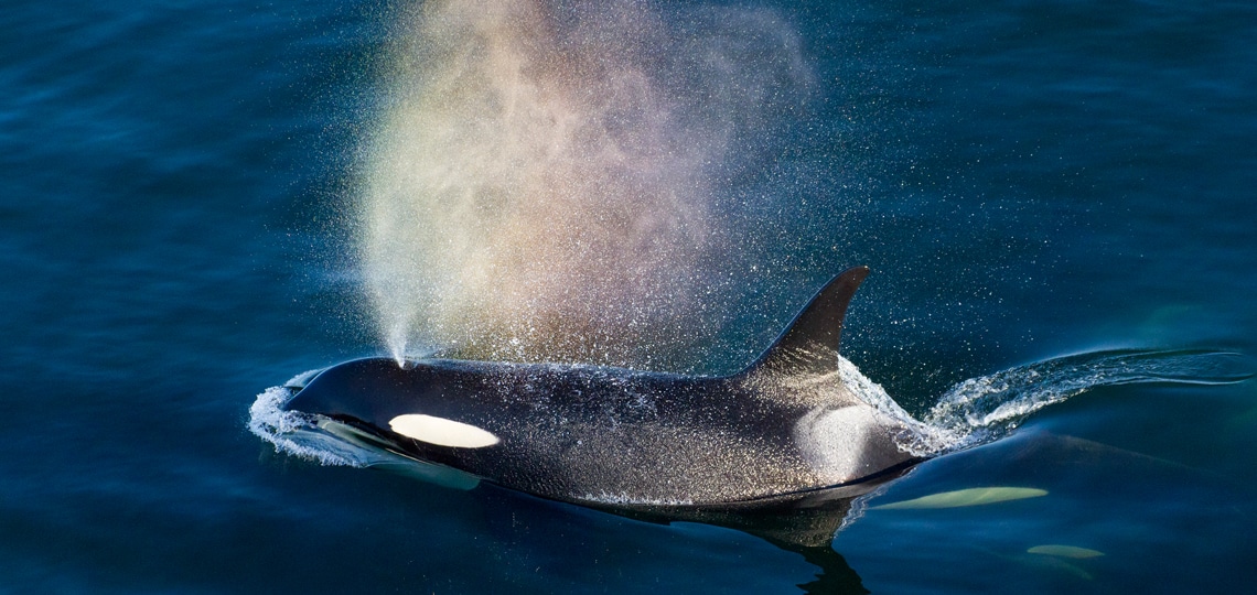 An orca breaches blue water. It exhales water from its blowhole and makes a splash of water above it.