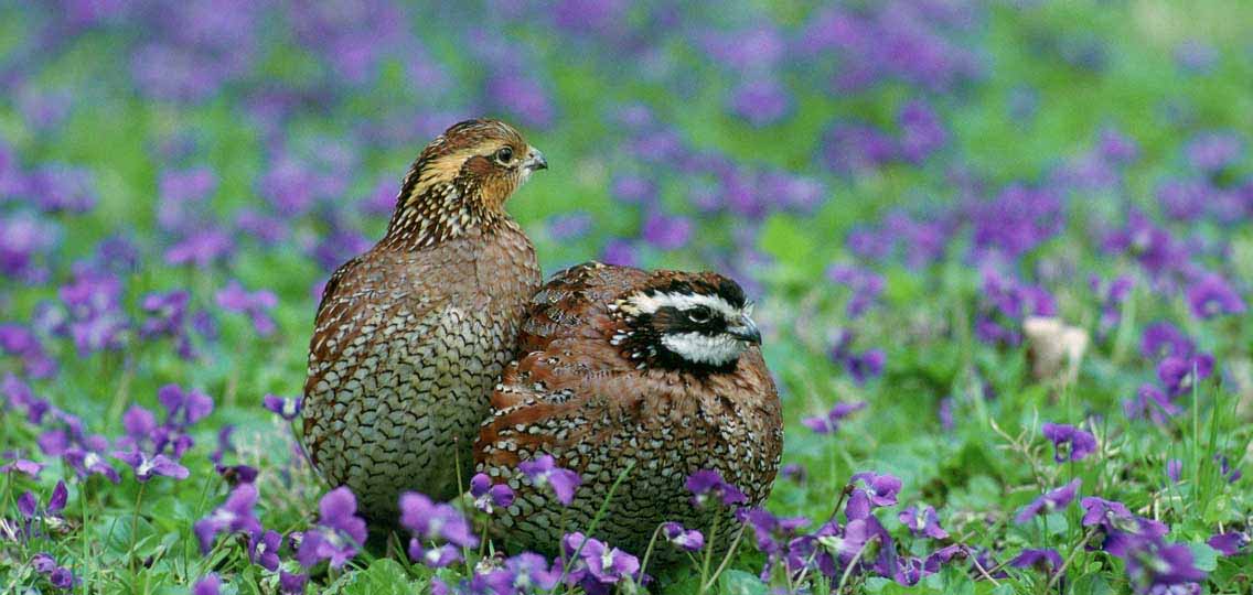 Northern bobwhite quail by Steve Maslowski USFWS