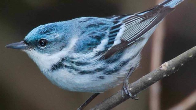 Photo of Cerulean warbler by Mdf CC BY-SA