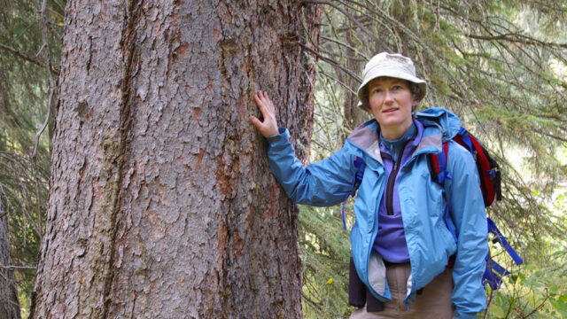 Carolyn Campbell, an advocate for boreal caribou, hiking in the forest