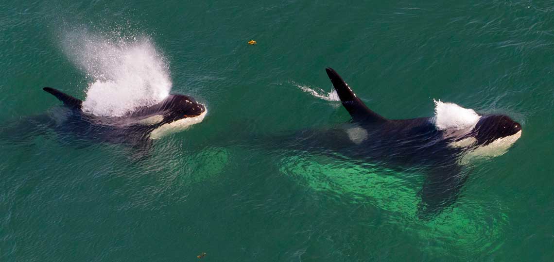 Two orcas come up from green water for air.