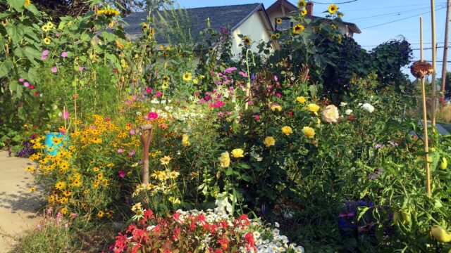 A large garden of a variety of different types of brightly coloured flowers.