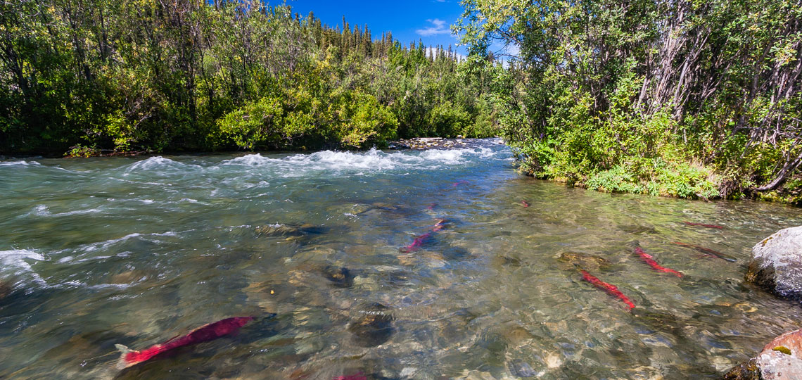 Pink salmon swim down a rapid river. The water is surrounded by trees on the shoreline.