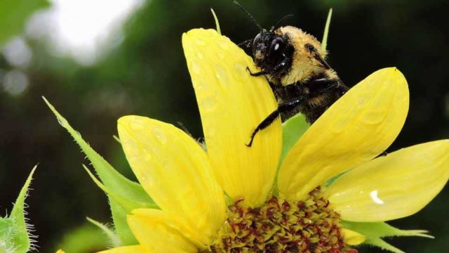 A bumblebee sits on the petals of a yellow flower.