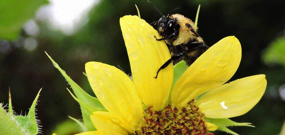 A bumblebee sits on the petals of a yellow flower.