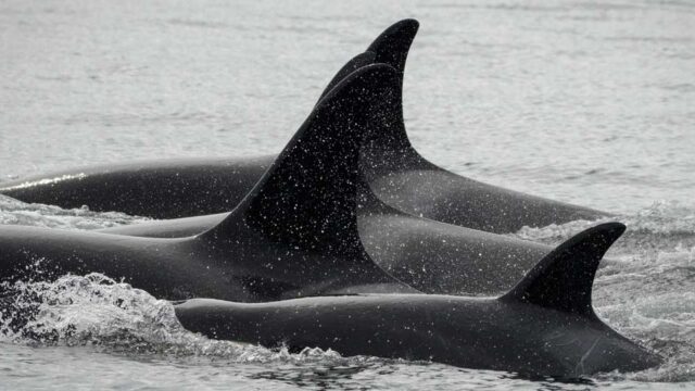 A family of 3 orcas breach the water. All 3 dorsal fins are visible.