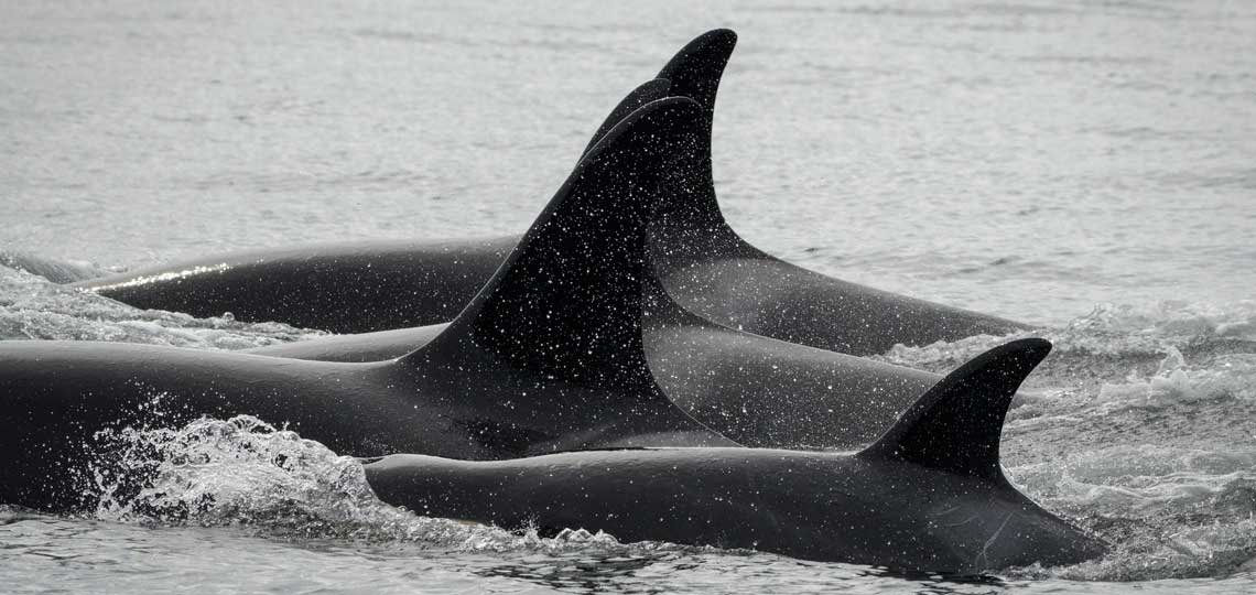 A family of 3 orcas breach the water. All 3 dorsal fins are visible.