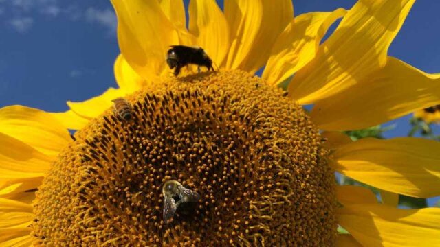 2 bumblebees sit on a large yellow sunflower.