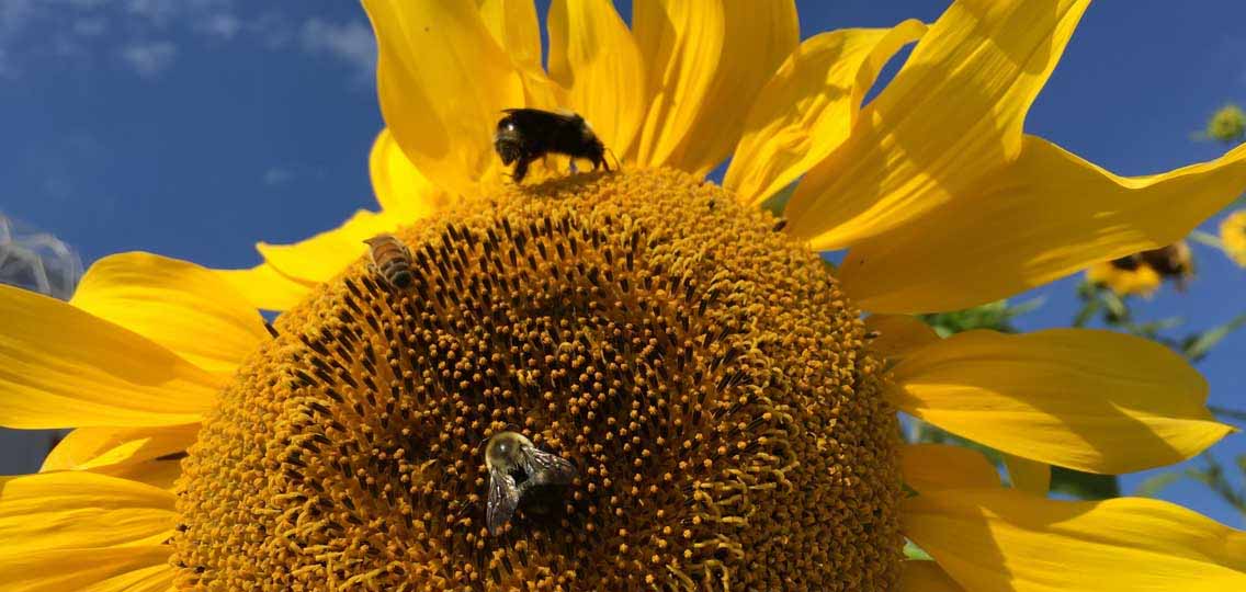 2 bumblebees sit on a large yellow sunflower.