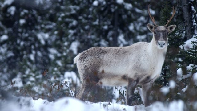 Boreal Caribou by Peuple Loup via Flickr