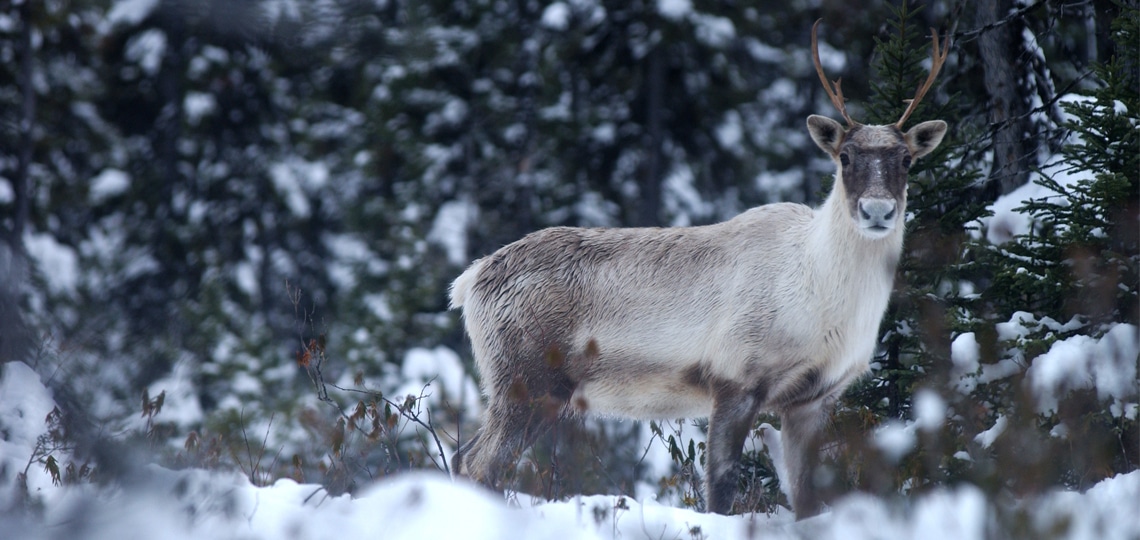Boreal Caribou by Peuple Loup via Flickr