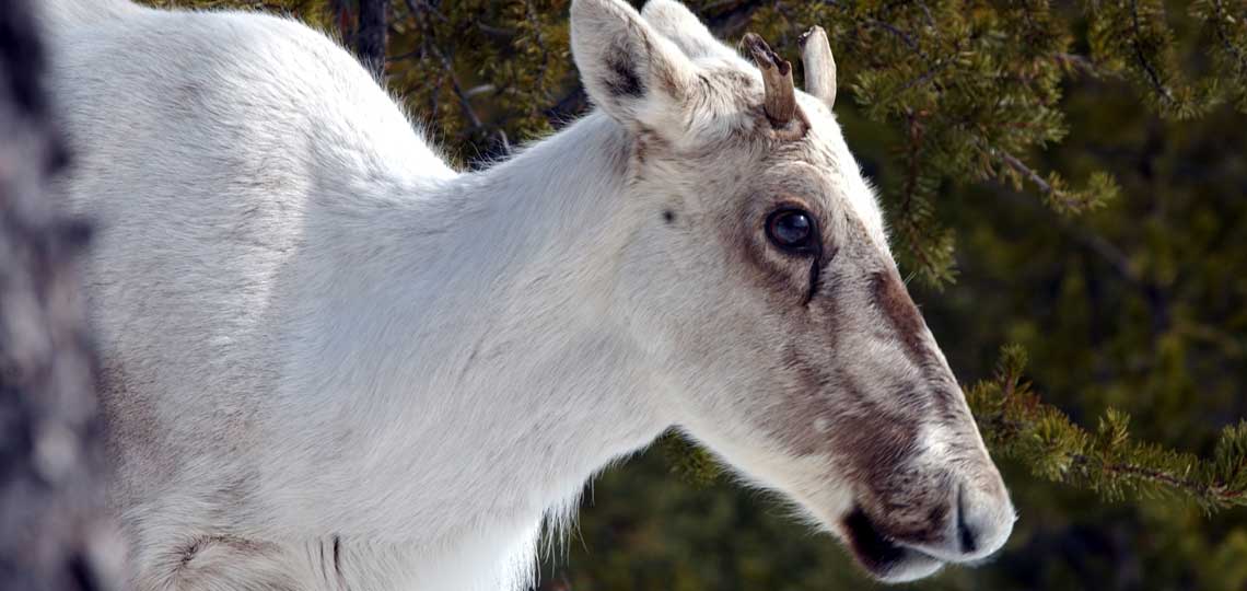A young, white caribou with small horns.