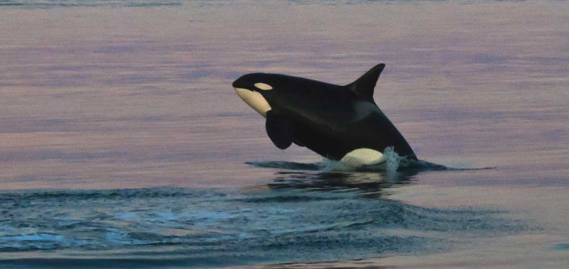 An orca jumps out of the still water at dusk.