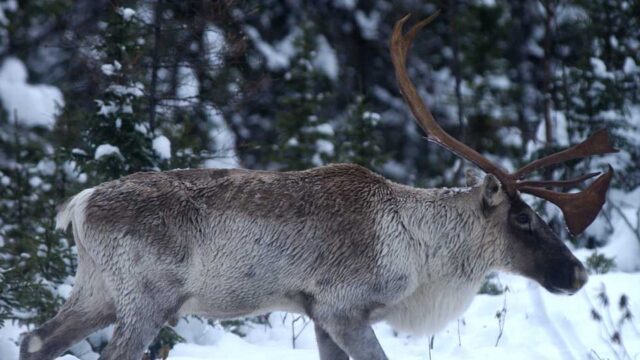 A large caribou with tall antlers stands in the snow surrounded by trees.