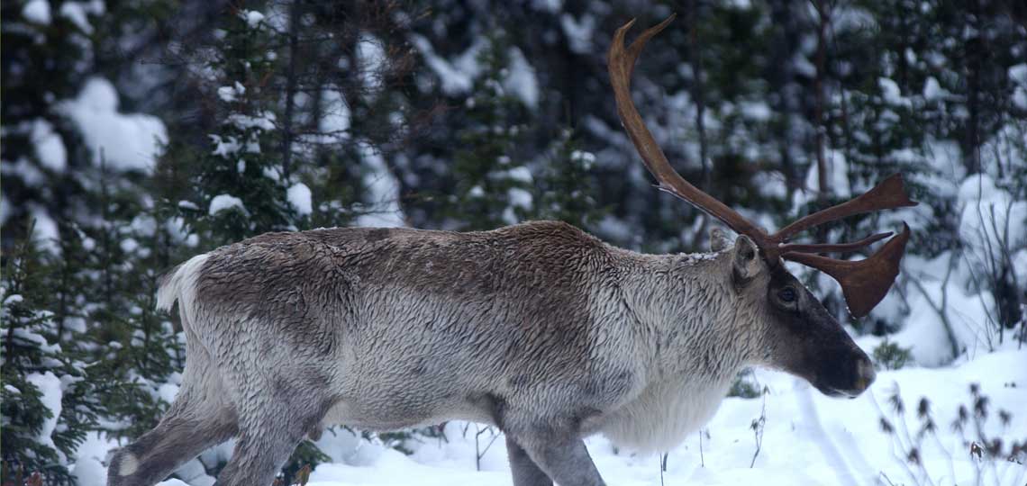 A large caribou with tall antlers stands in the snow surrounded by trees.