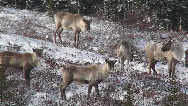 3 Caribou graze the snowy ground near trees in the winter.