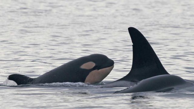 A baby orca comes up from the water for air behind an adult.