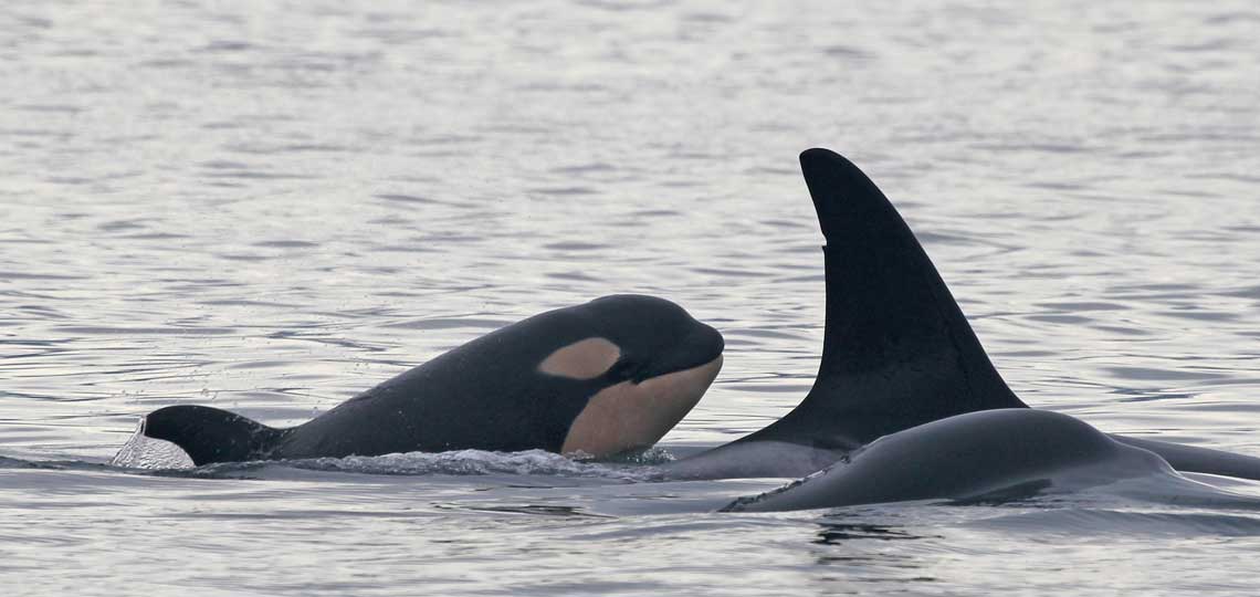 A baby orca comes up from the water for air behind an adult.