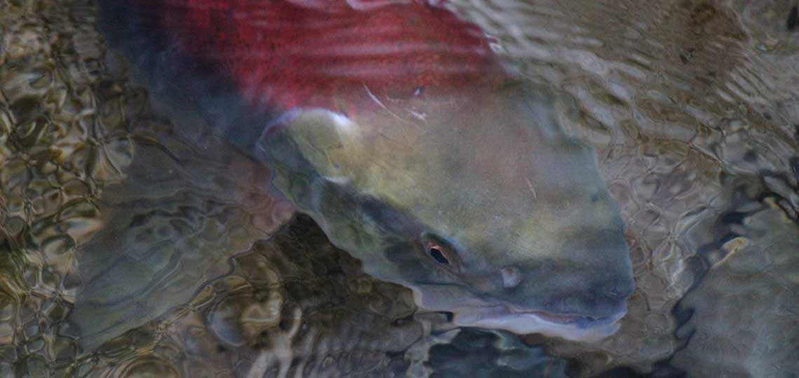A close up of a salmon's head under shallow water.