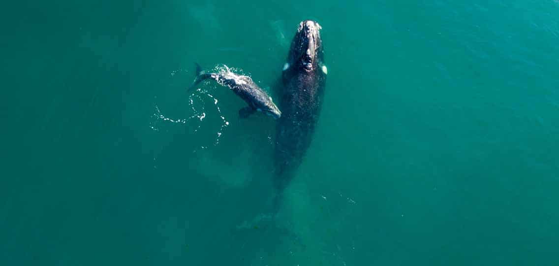 An adult whale and a calf come up from the water for air.